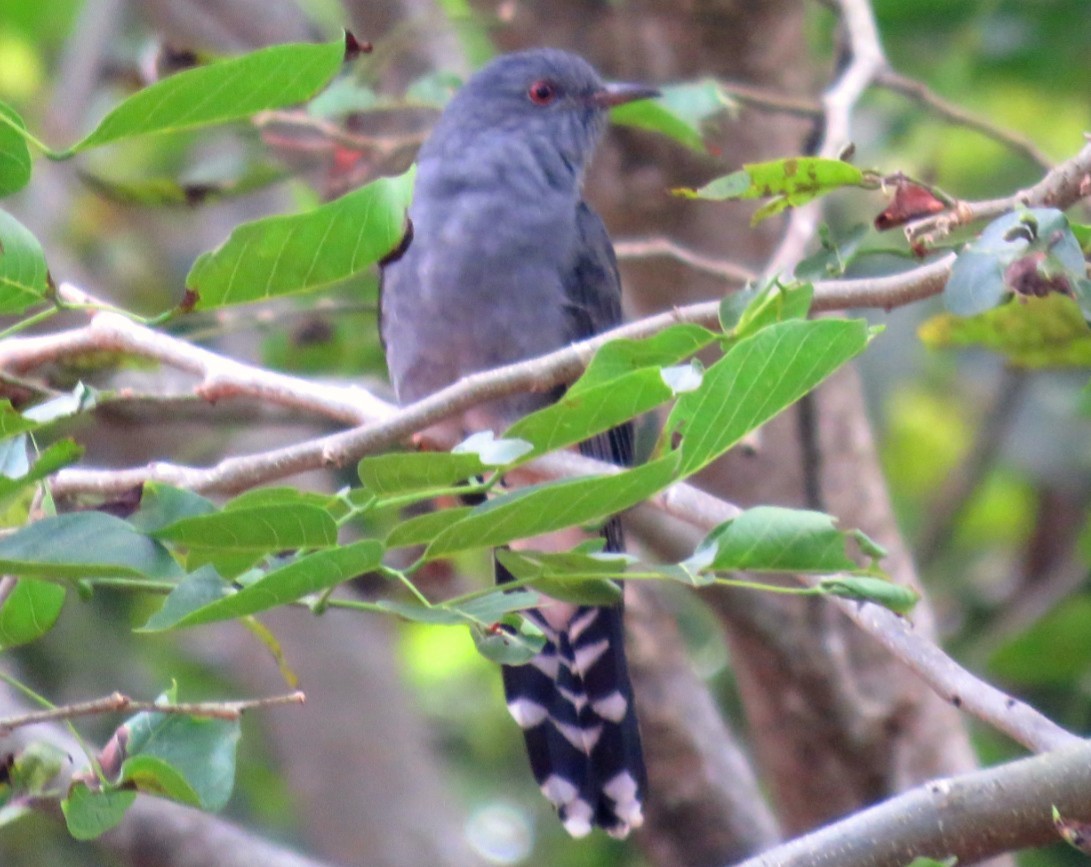 Gray-bellied Cuckoo - Sumesh PB