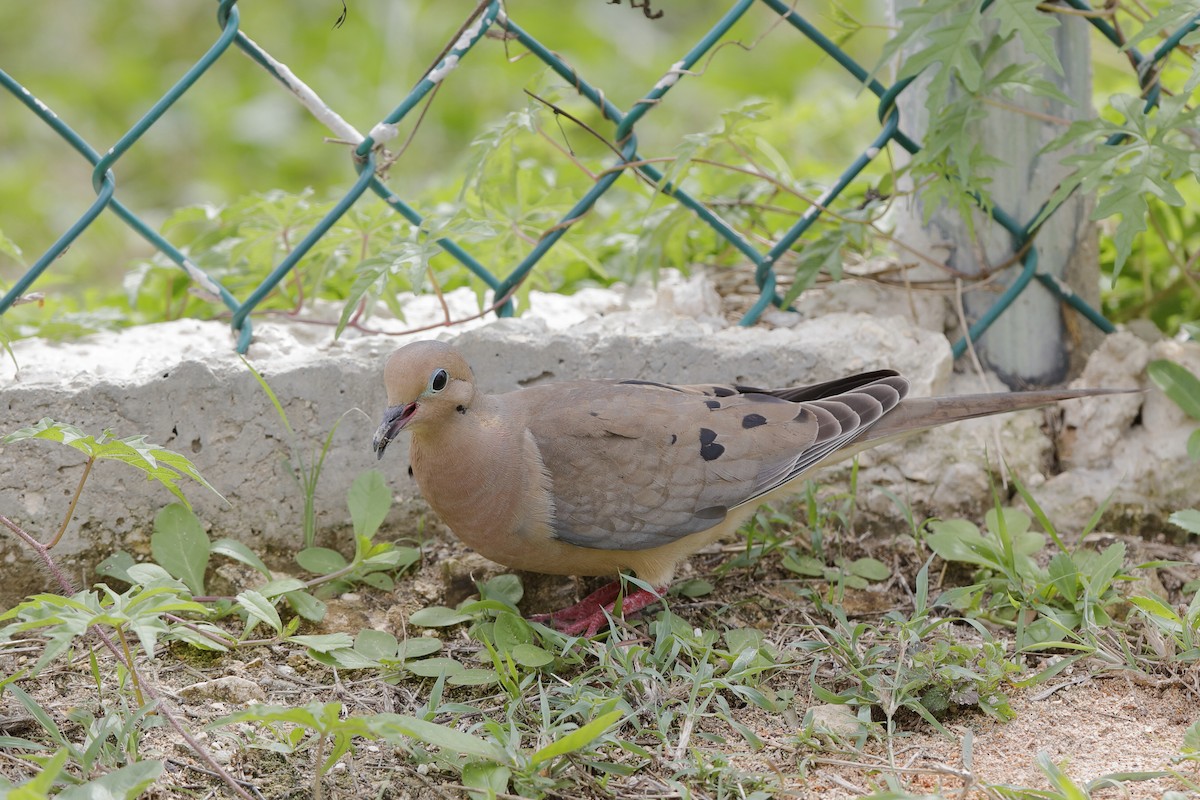 Mourning Dove - Holger Teichmann
