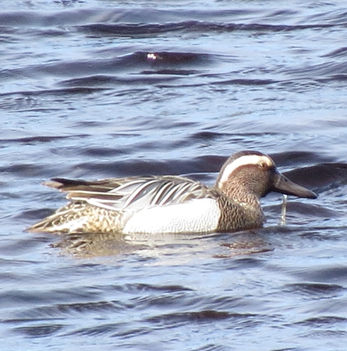 Garganey - ML217192601