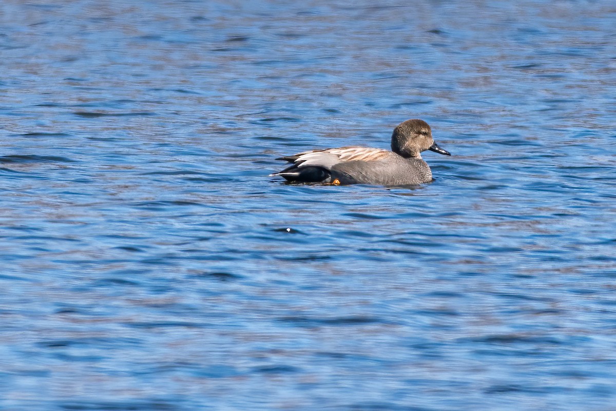 Gadwall - ML217193661