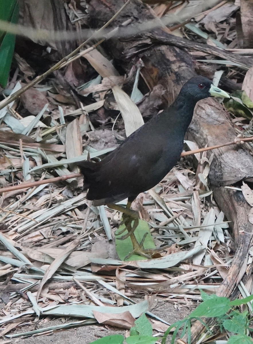 Plain Bush-hen - Martin Kennewell