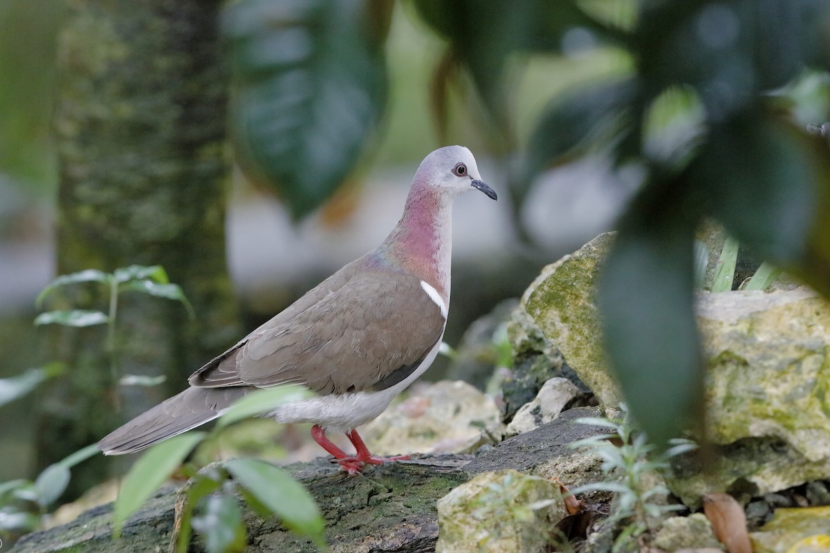 Caribbean Dove - Holger Teichmann