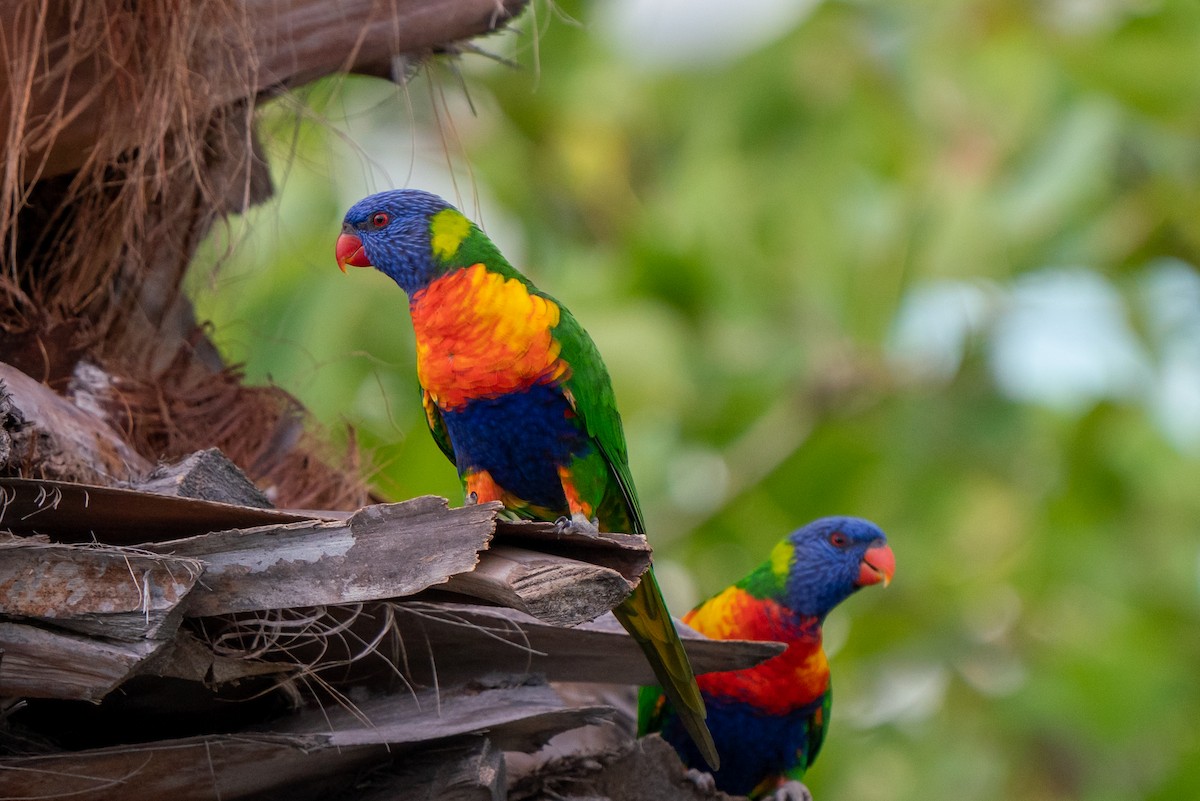 Rainbow Lorikeet - Laurent Esselen