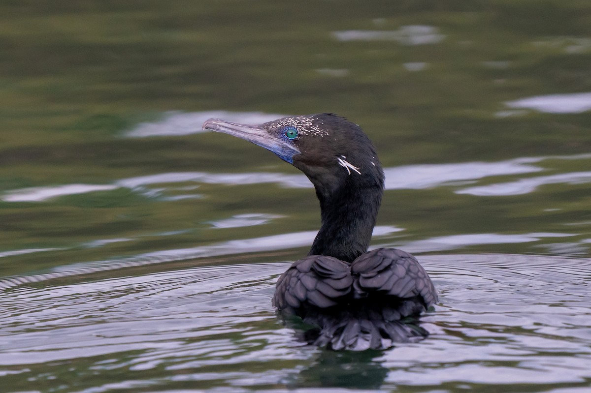 Little Black Cormorant - ML217195161