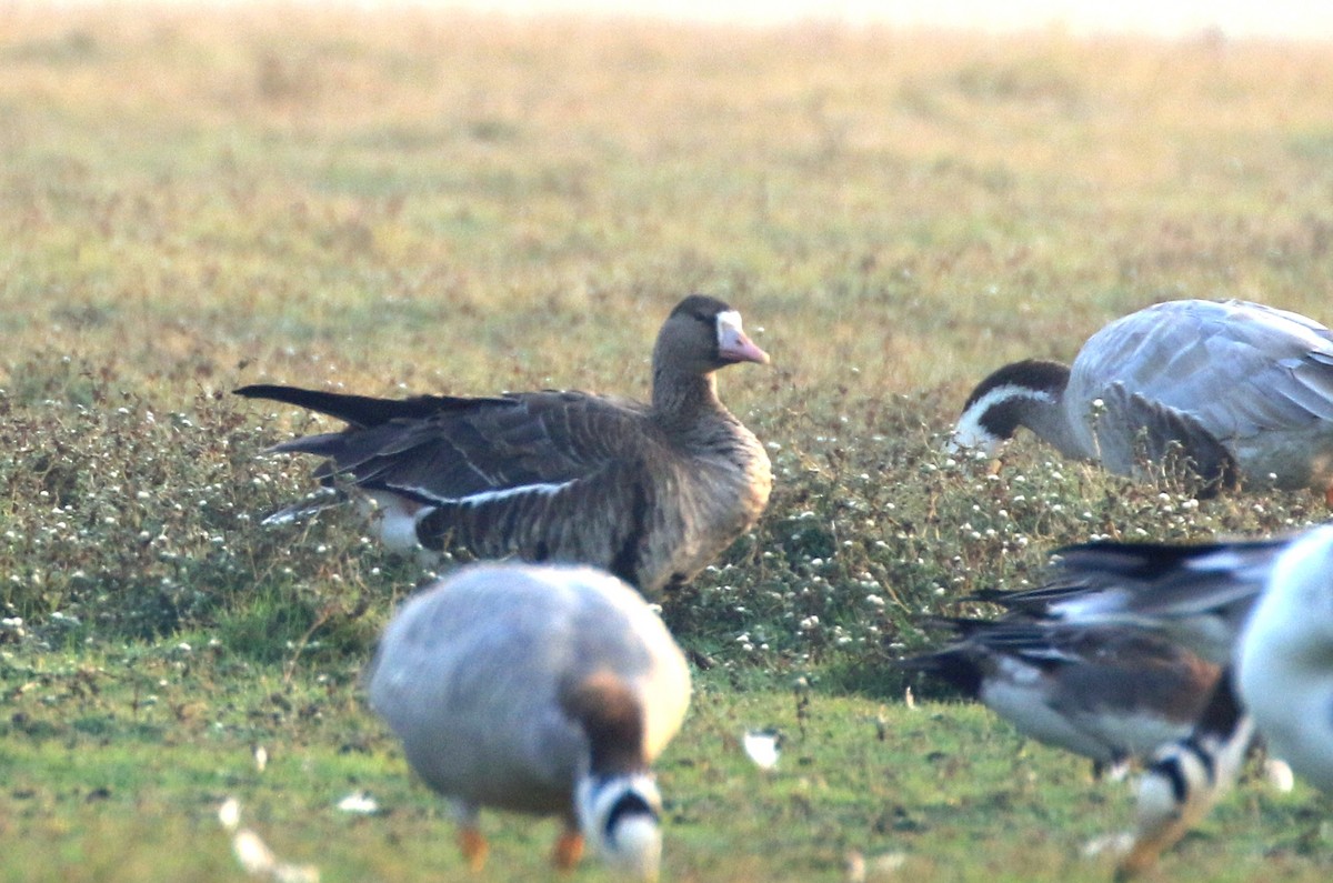 Greater White-fronted Goose - ML217195771