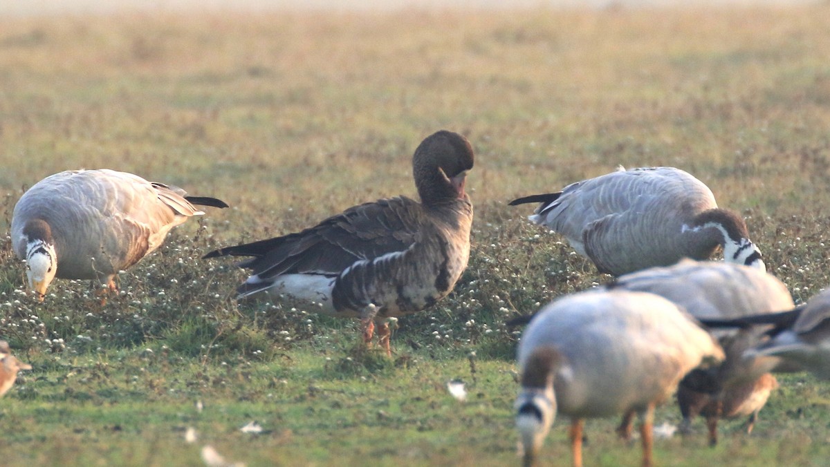 Greater White-fronted Goose - ML217195781