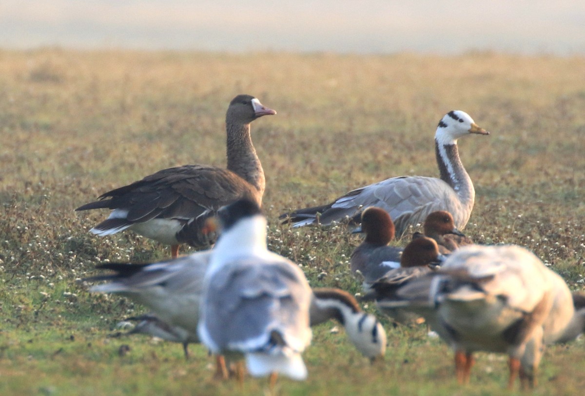 Greater White-fronted Goose - ML217195801