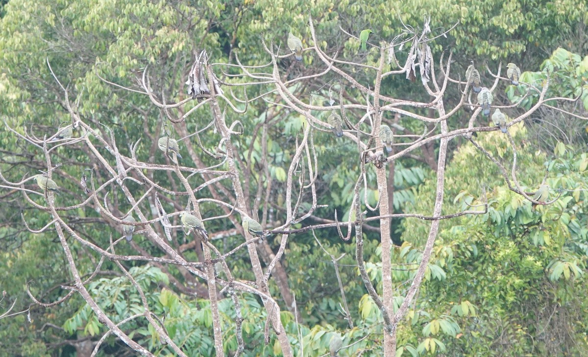 Pink-necked Green-Pigeon - ML217197931