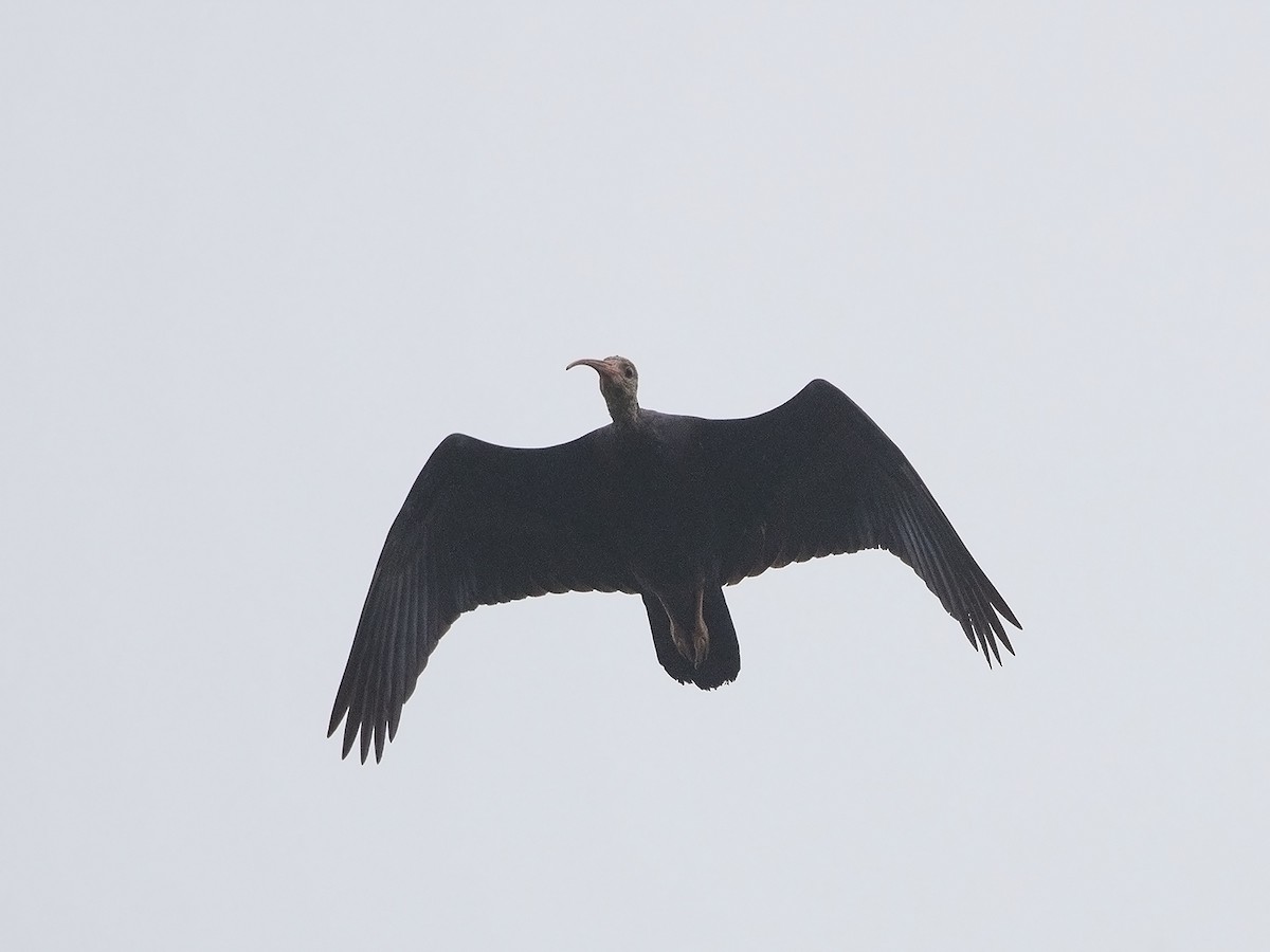 ibis jihoafrický - ML217200051