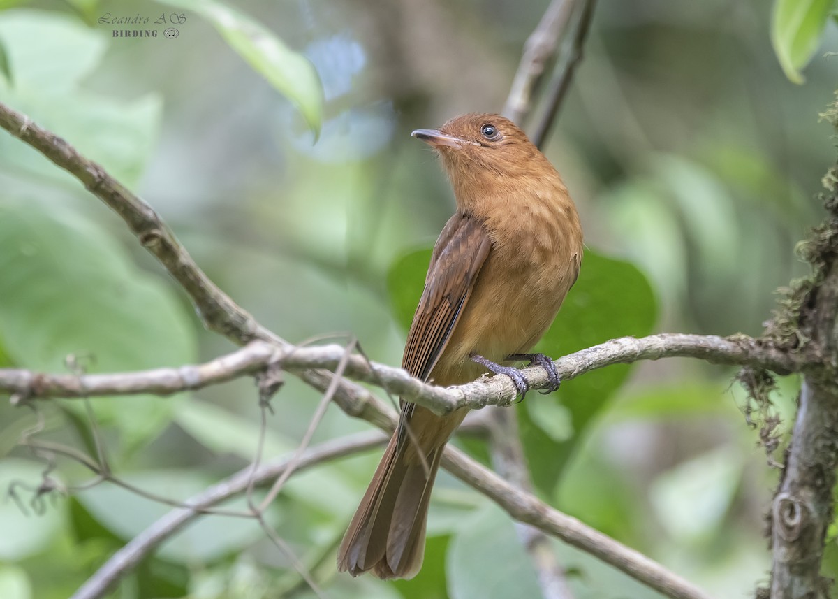 Rufous Mourner - Leandro Arias Salazar