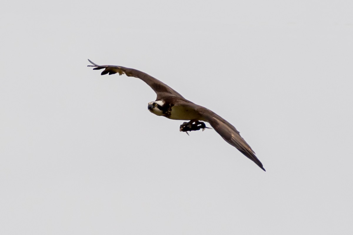 Osprey - ML217201741