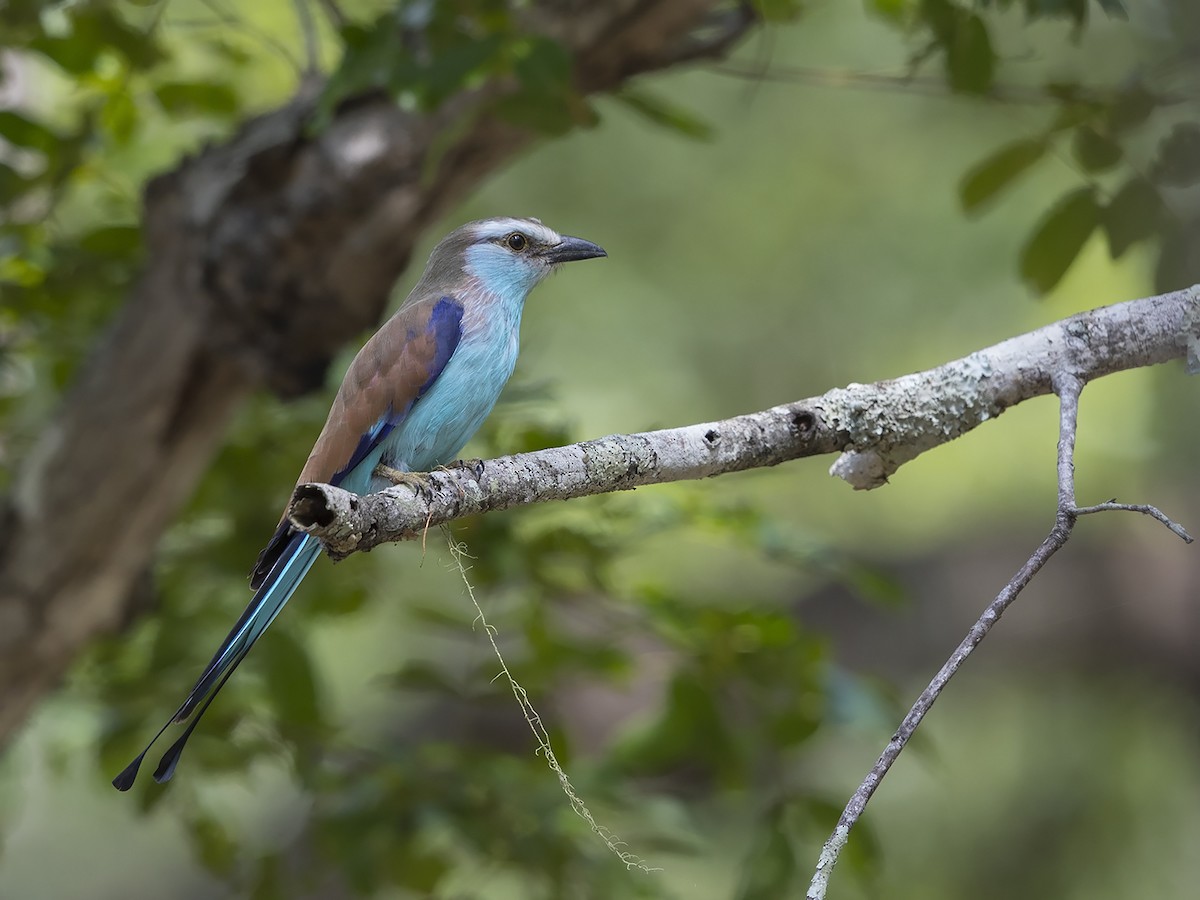 Racket-tailed Roller - Niall D Perrins