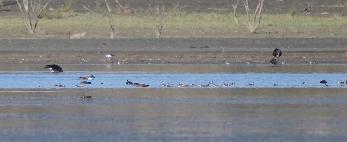 Northern Shoveler - ML217203131