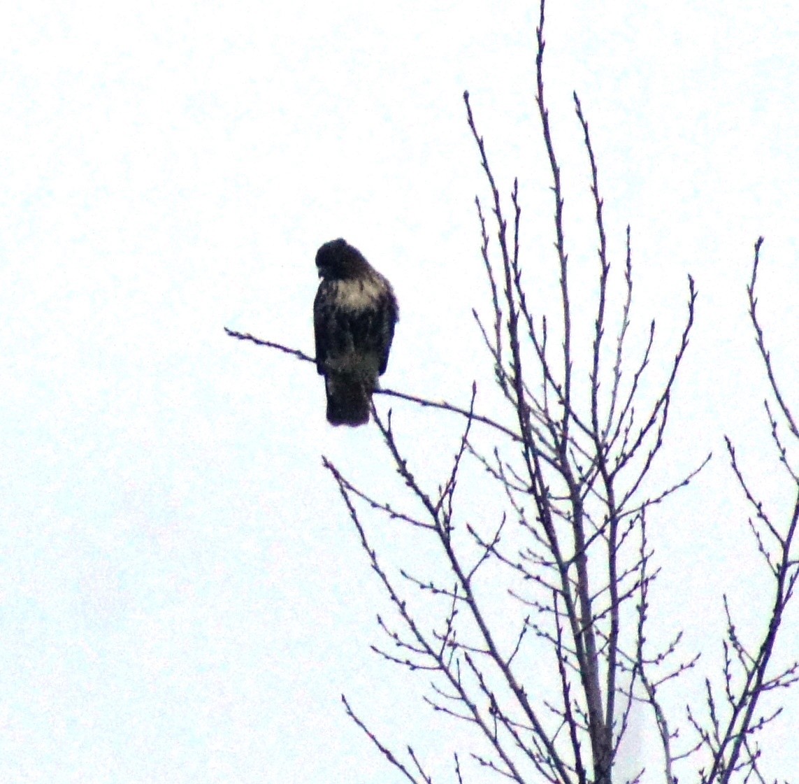Red-tailed Hawk (abieticola) - ML21720371