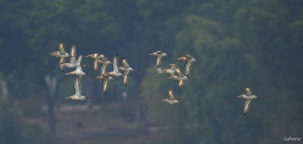 Black-tailed Godwit - ML217205121