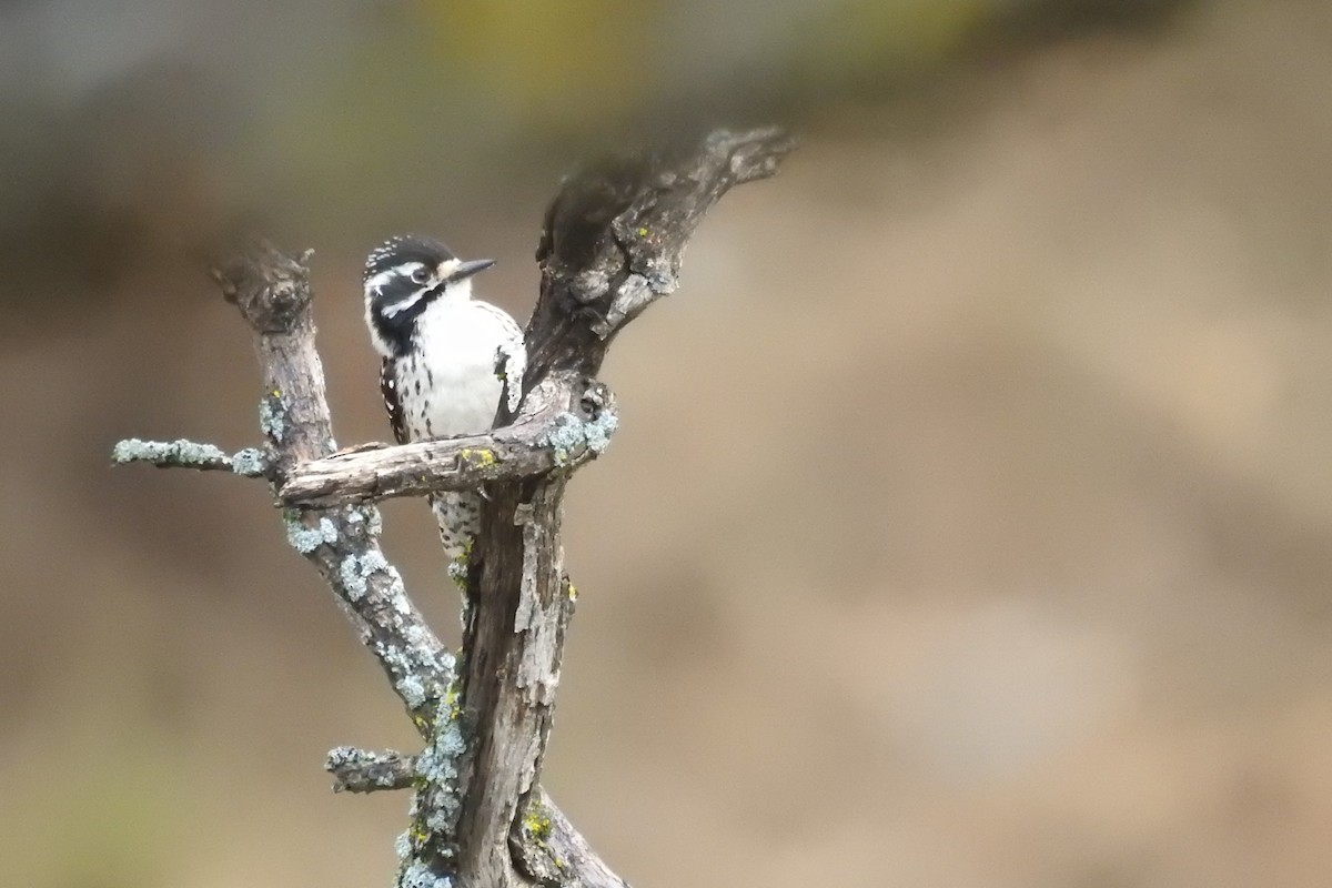 Nuttall's Woodpecker - ML217205501