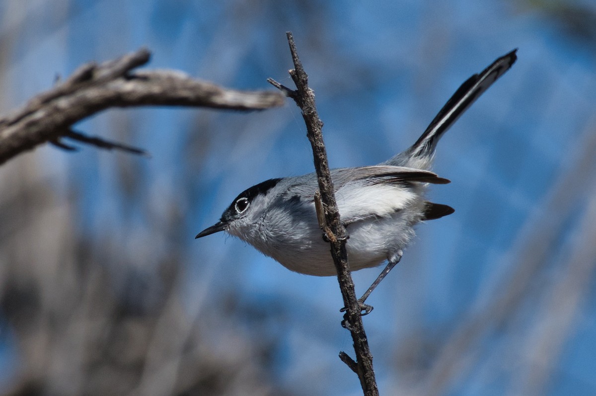 Black-tailed Gnatcatcher - Jared Hansen