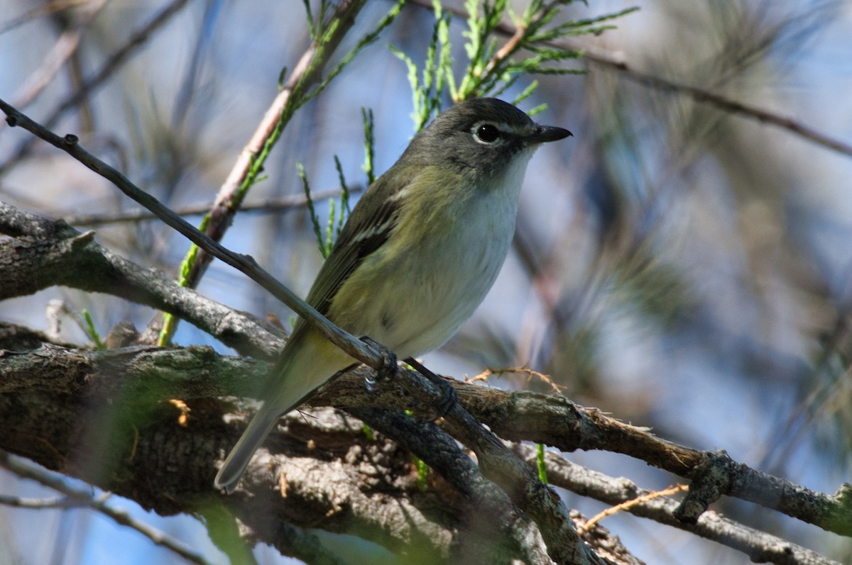 Cassin's Vireo - ML217206771