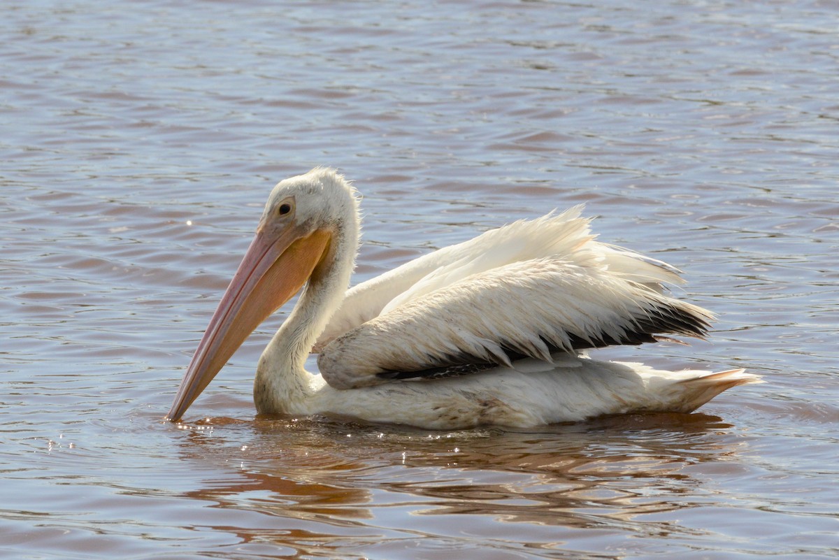pelikán severoamerický - ML217207301
