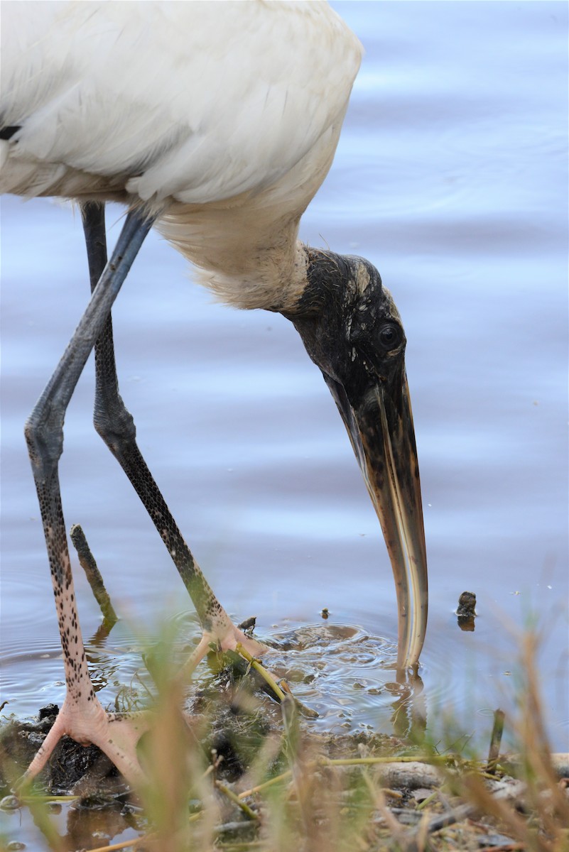 Wood Stork - ML217207331