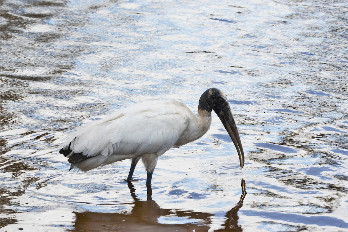 Wood Stork - ML217207391