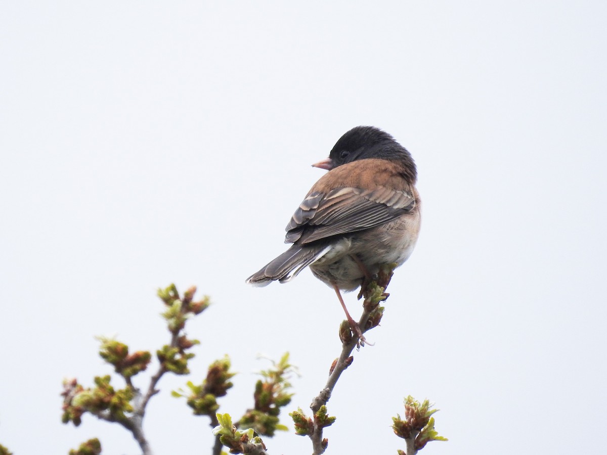 Dark-eyed Junco - ML217207671