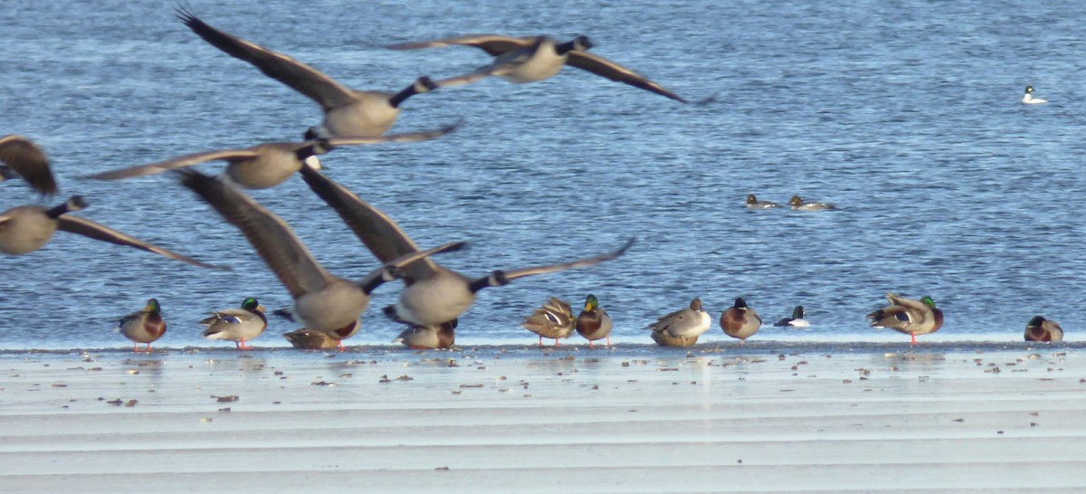 Northern Pintail - ML21720861