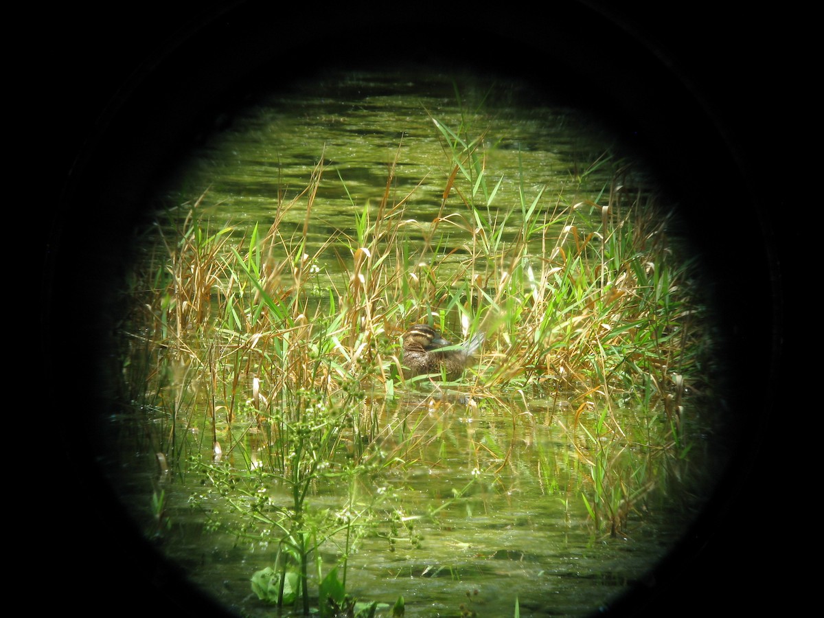 Masked Duck - ML21720881