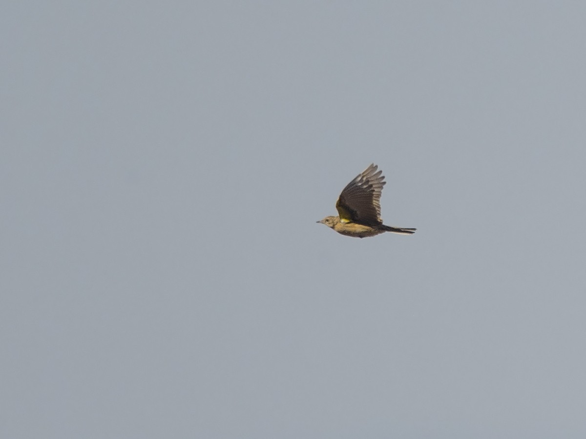 Yellow-breasted Pipit - Niall D Perrins