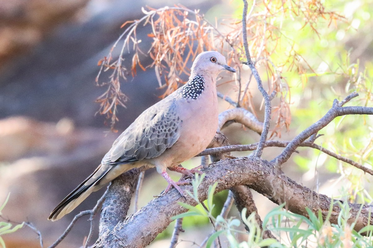 Spotted Dove - ML217209381