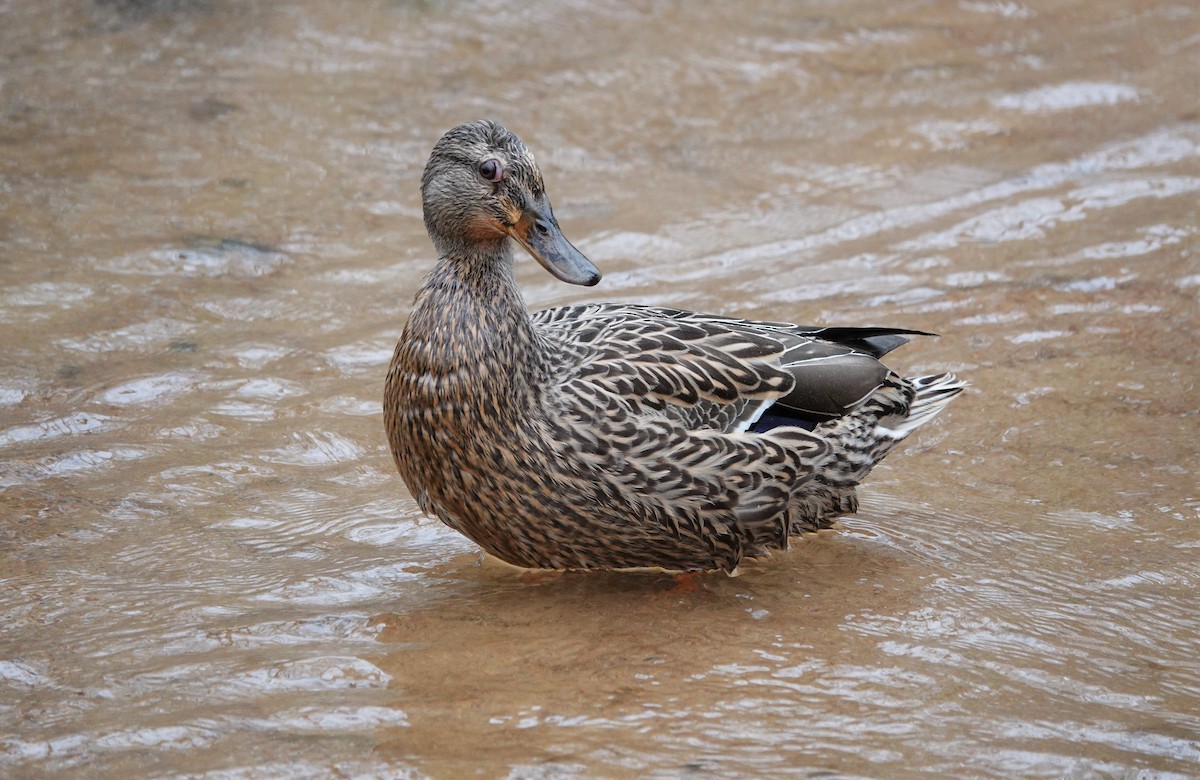 Mallard - ML217210661
