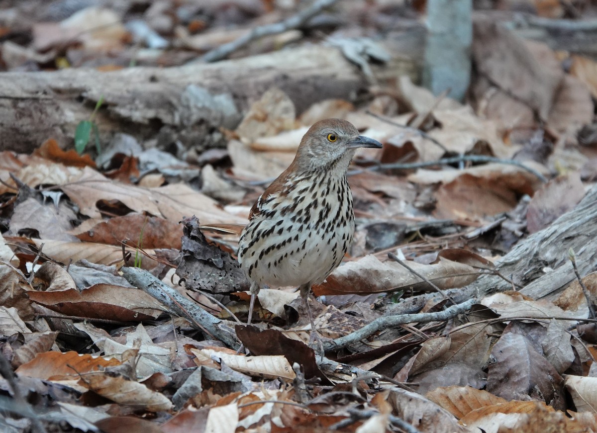 Brown Thrasher - ML217210731