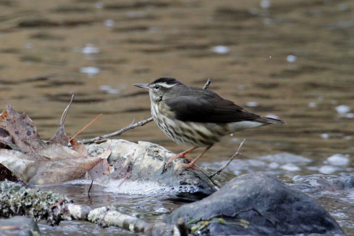 Louisiana Waterthrush - ML217212911