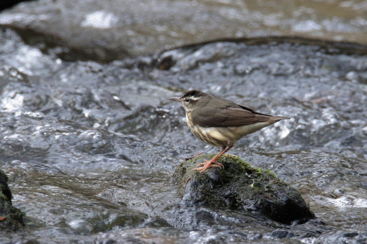 Louisiana Waterthrush - ML217212931