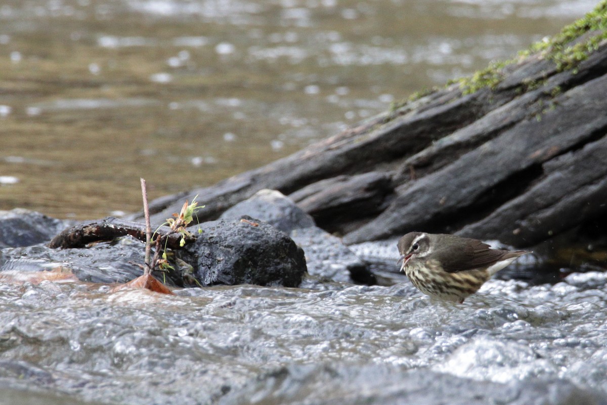 Louisiana Waterthrush - ML217212941