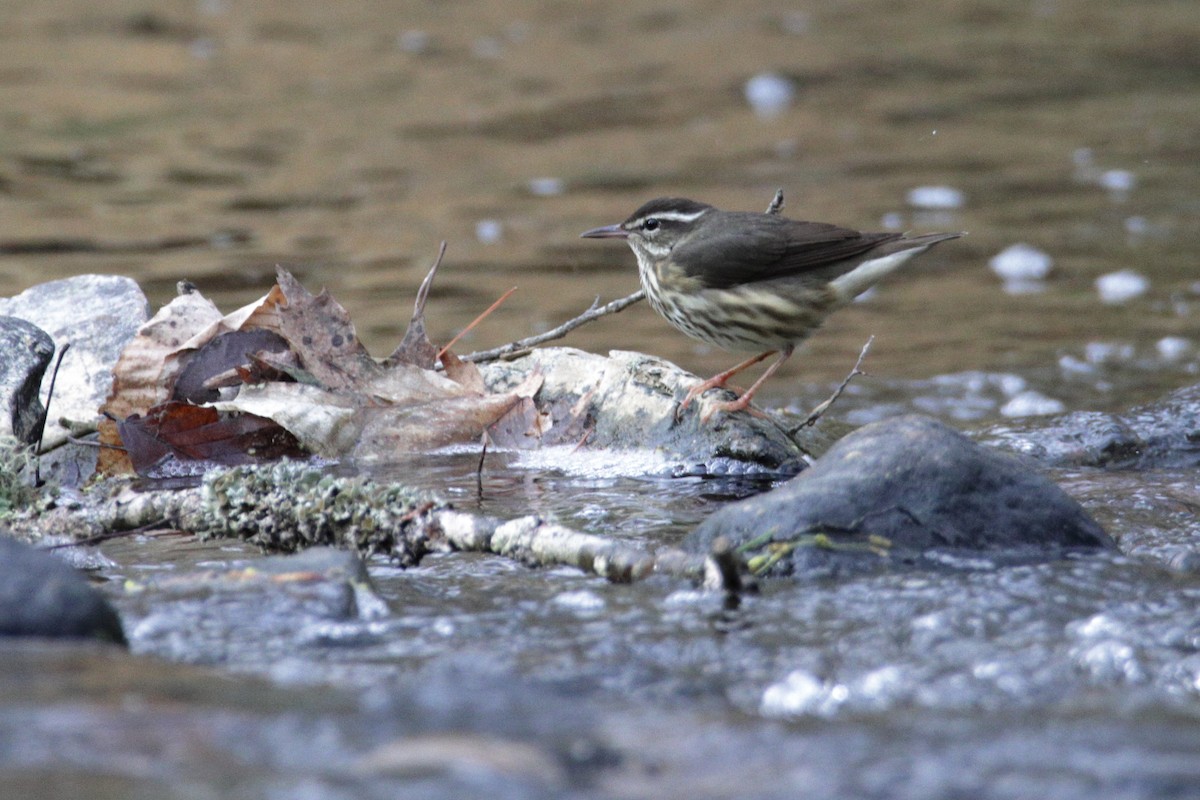 Louisiana Waterthrush - ML217212961
