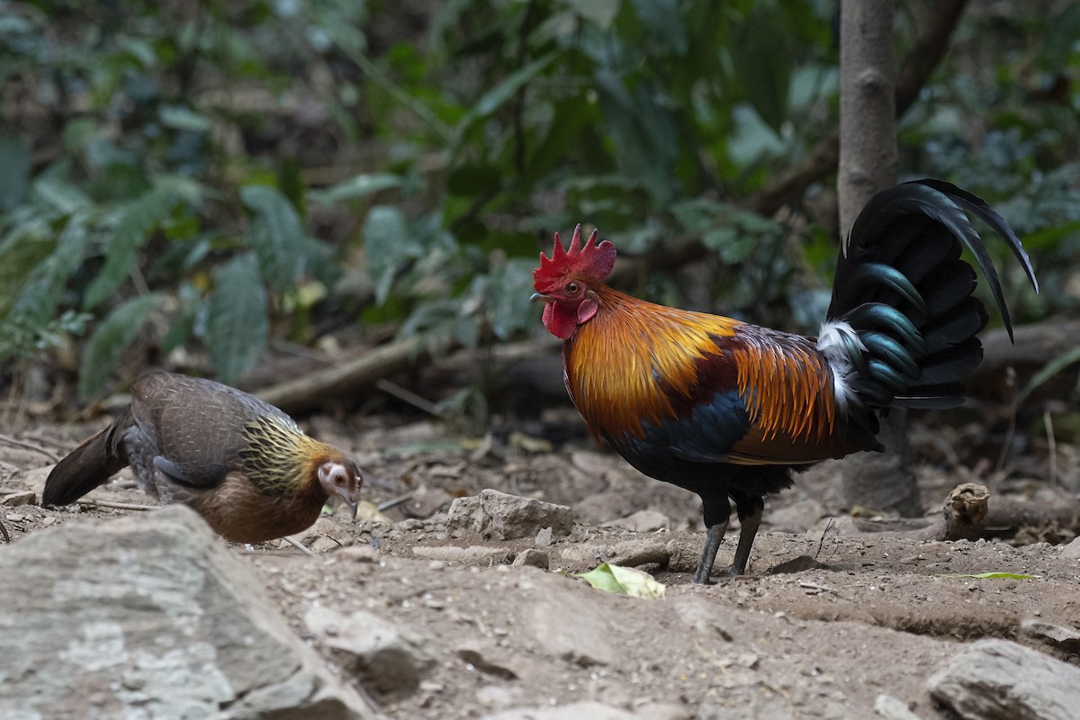 Red Junglefowl - ML217213151