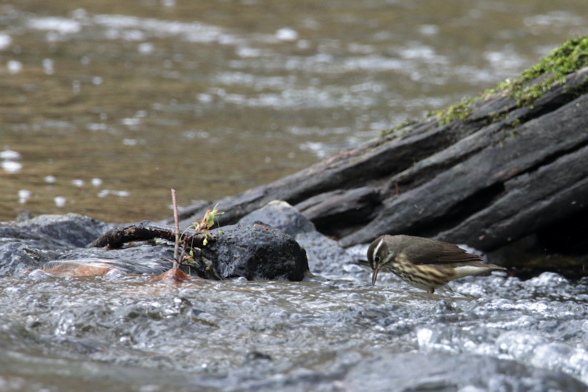 Louisiana Waterthrush - ML217213161