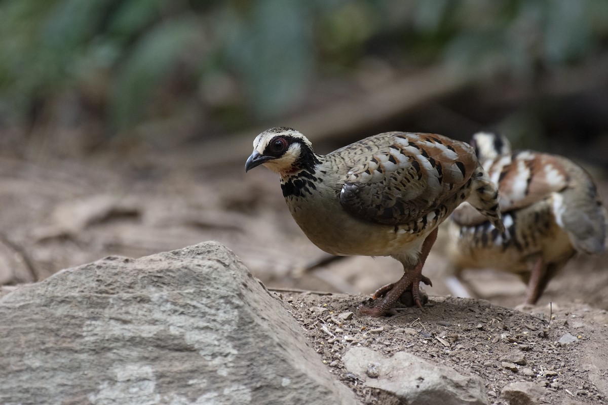 Bar-backed Partridge - ML217213171