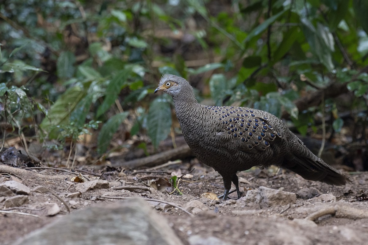 Gray Peacock-Pheasant - ML217213271