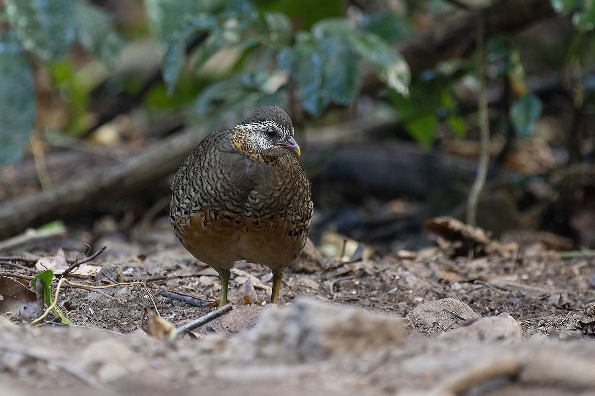 Scaly-breasted Partridge - ML217213361