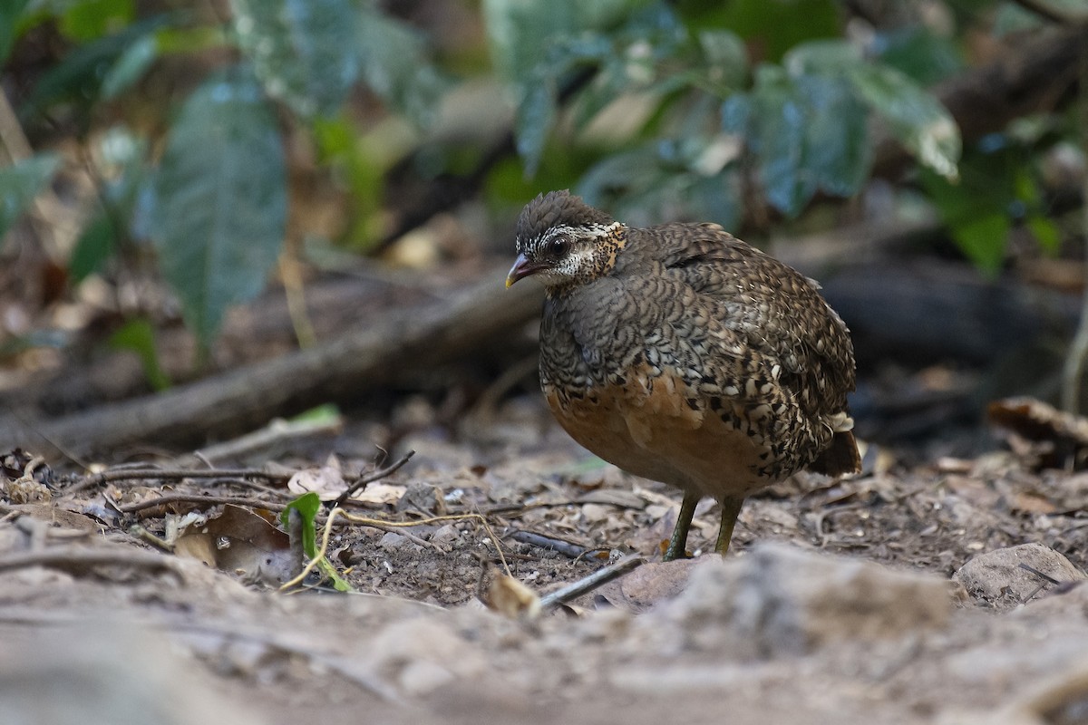 Scaly-breasted Partridge - ML217213371