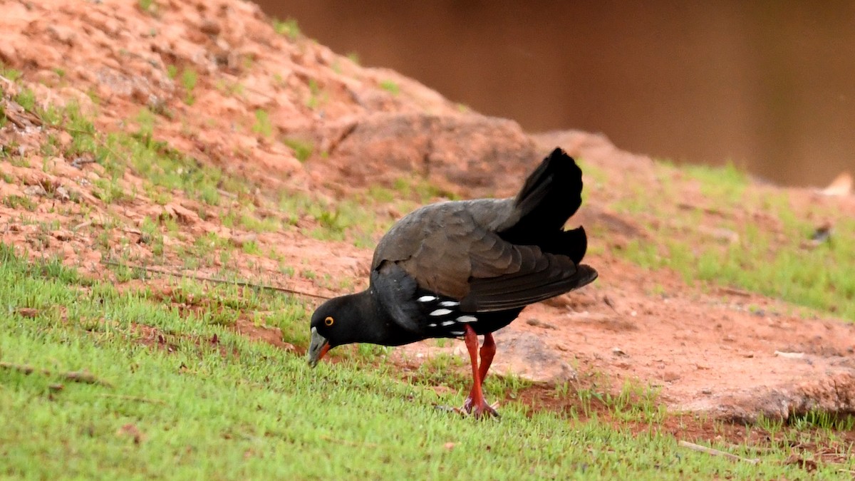 Black-tailed Nativehen - ML217213551