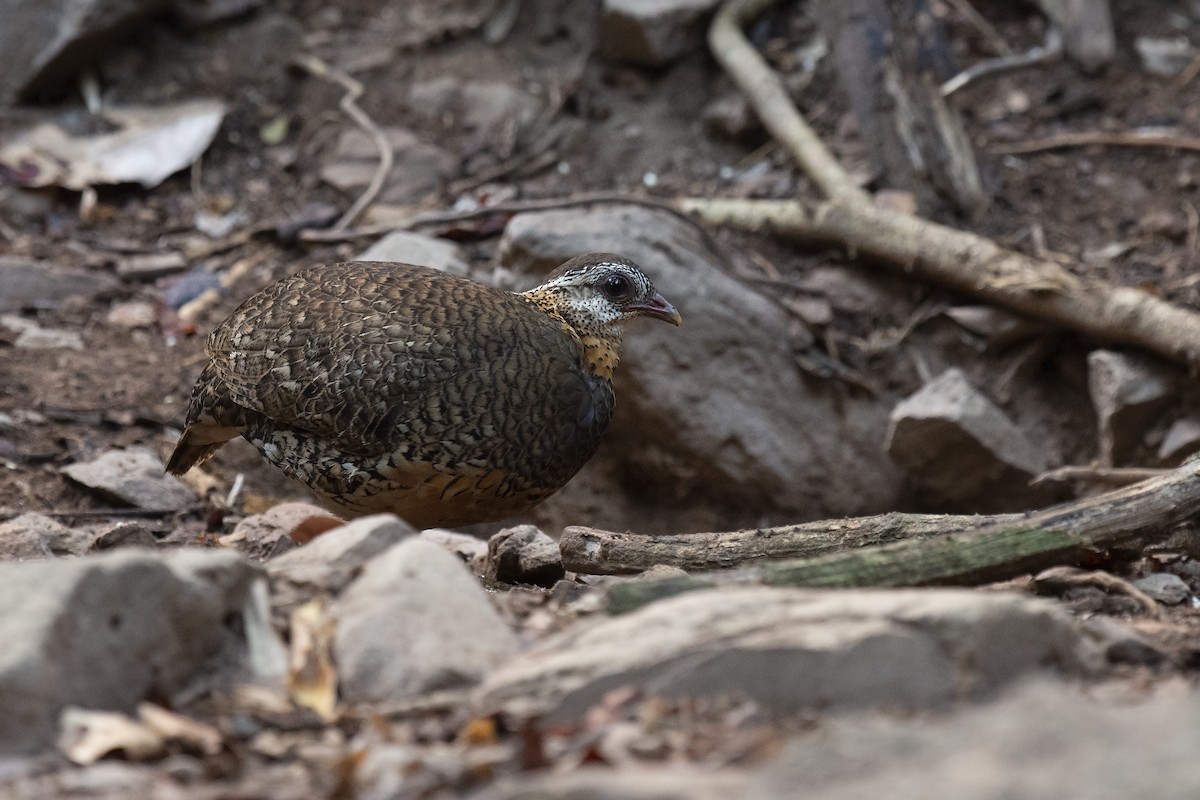 Scaly-breasted Partridge - ML217213591