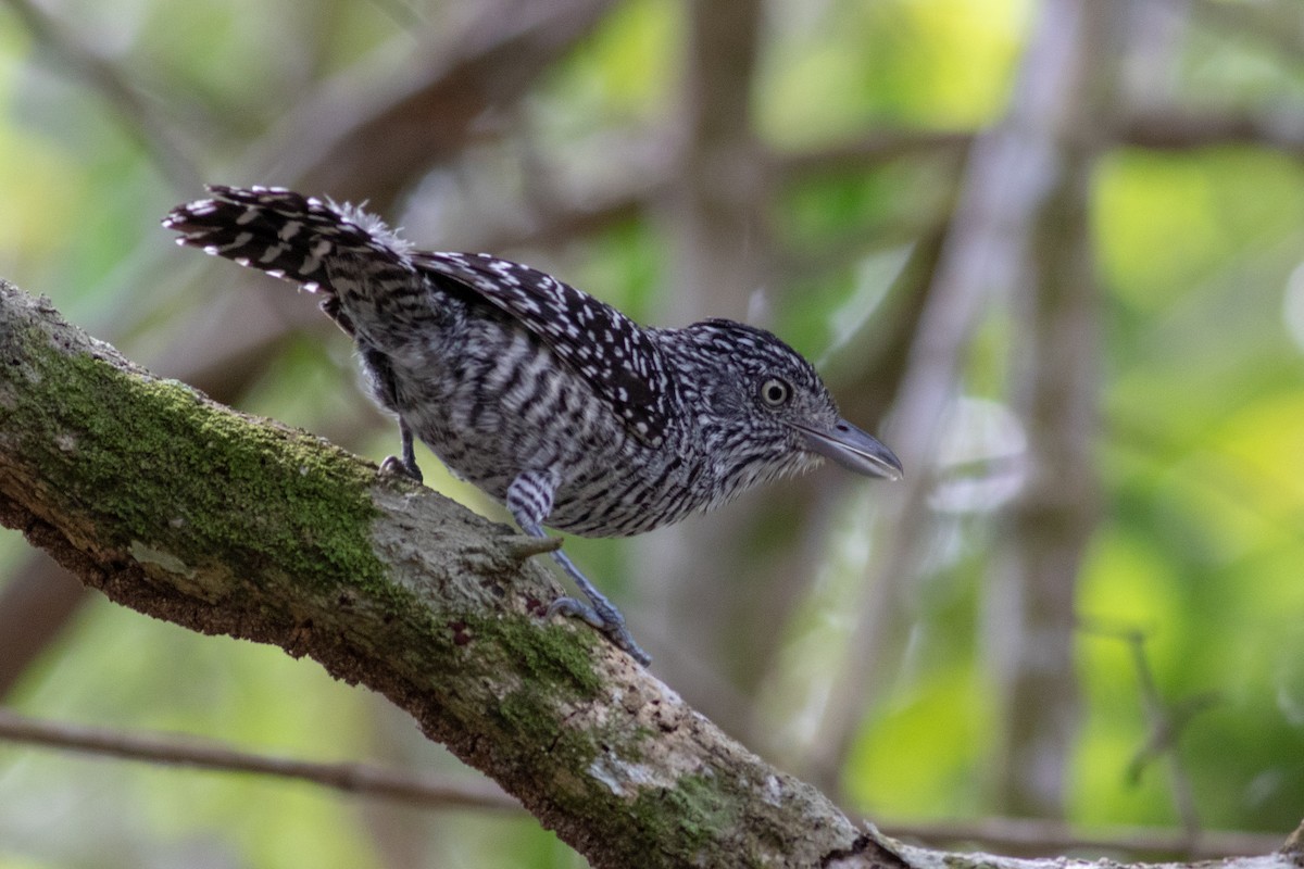 Barred Antshrike - Francis Canto Jr