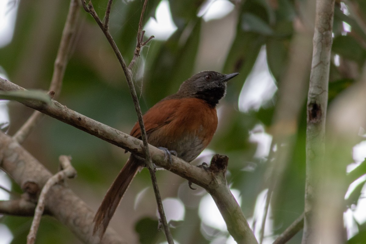 Rufous-breasted Spinetail - ML217213901