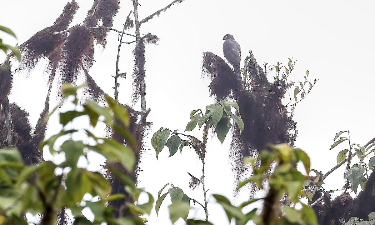 Sharp-shinned Hawk - ML217214021