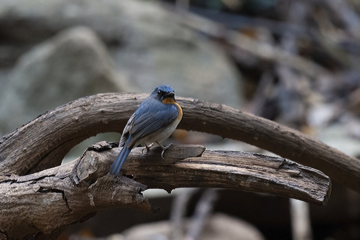 Indochinese Blue Flycatcher - ML217214491