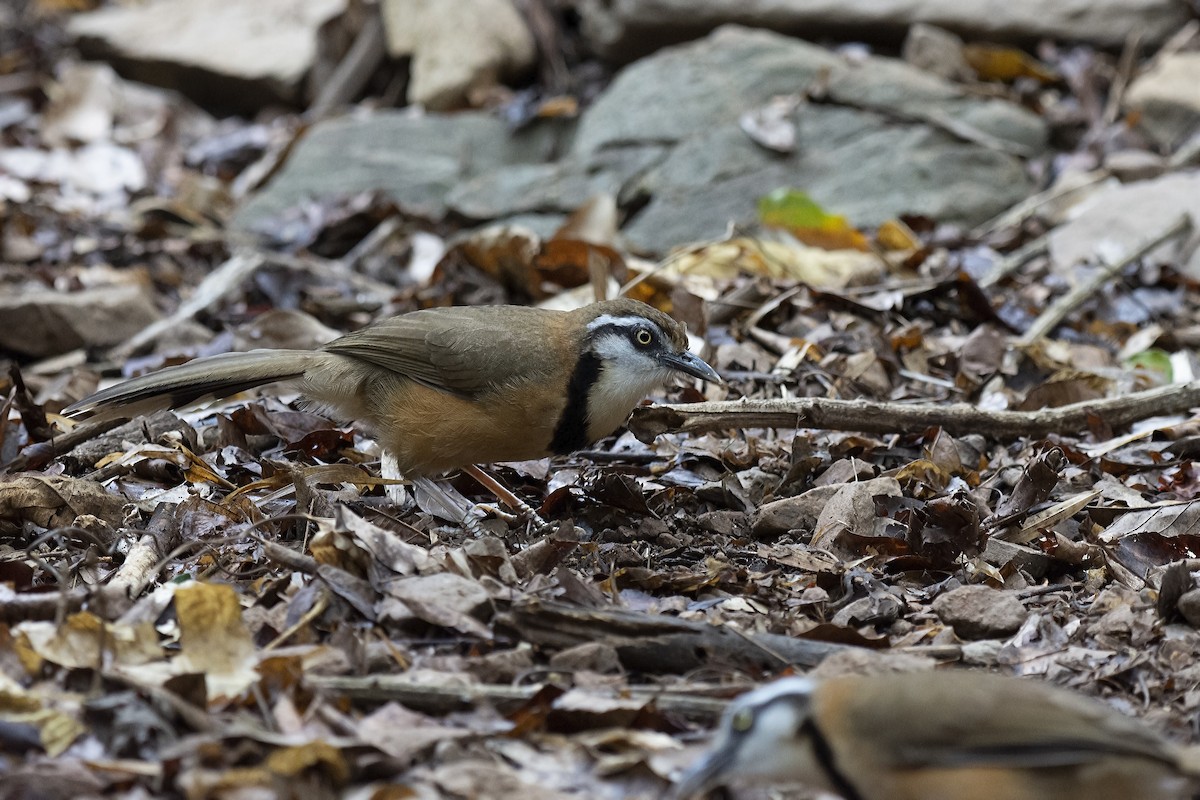 Lesser Necklaced Laughingthrush - sarawin Kreangpichitchai