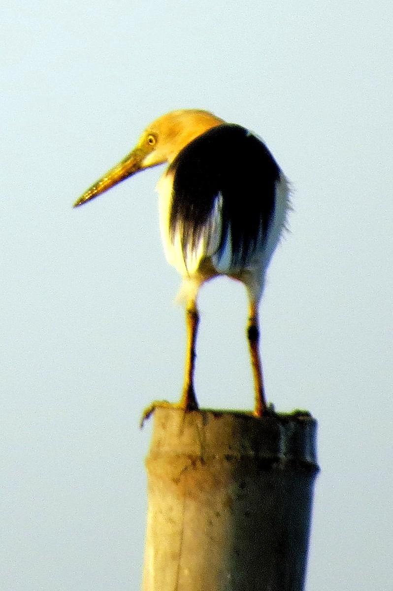 Javan Pond-Heron - ML217214701